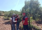 Akhisar'da Zeytin Üreticilerine Yerinde Hastalık Bilgilendirmesi