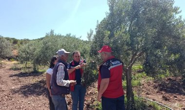 Akhisar'da Zeytin Üreticilerine Yerinde Hastalık Bilgilendirmesi