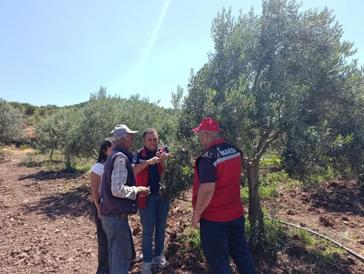 Akhisar'da Zeytin Üreticilerine Yerinde Hastalık Bilgilendirmesi